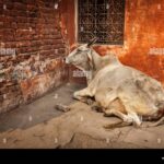 animales-en-la-biblia-simbolismo-divino