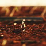 aprende-a-sembrar-segun-la-biblia-y-cosecha-bendiciones