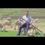 cuidado-pastoral-como-guiar-a-las-ovejas-segun-la-biblia