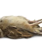 destino-de-los-animales-tras-la-muerte-segun-la-biblia