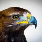 el-aguila-en-la-biblia-caracteristicas-y-simbolismo-divino