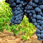 el-simbolismo-de-las-uvas-en-la-biblia-significado-y-mensaje-divino