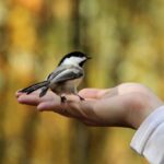 golondrinas-en-la-biblia-simbolismo-y-reflexiones