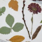 las-plantas-medicinales-de-la-biblia-y-sus-beneficios
