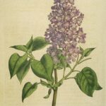 simbolismo-de-la-vara-de-almendro-en-la-biblia