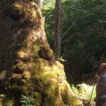 simbolismo-religioso-de-la-madera-de-acacia-en-la-biblia