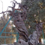 simbolismo-religioso-del-arbol-sicomoro-en-la-biblia